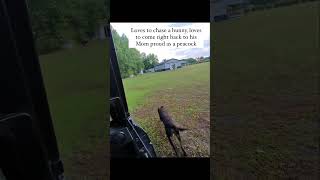 Dog loves to chase rabbits rabbitdogs rabbits chocolatelabrador funnydogshorts dogshorts dogs [upl. by Kinzer]