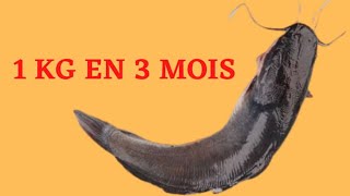 Comment Nourrir le Poisson pour Gagner 1 KG 3 Mois [upl. by Feldt]