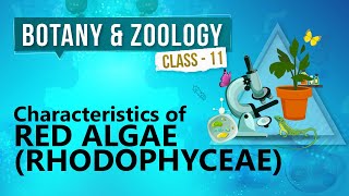 Characteristics of Red Algae  Rhodophyceae   Kingdom Plantae  Biology Class 11 [upl. by Nosyerg969]