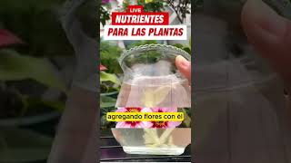 nutrientes para las plantas [upl. by Gawain]