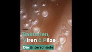 Unterschiede Viren Bakterien und Pilz [upl. by Anoerb]