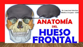 🥇 HUESO FRONTAL Anatomía Fácil Rápido y Sencillo [upl. by Nnod]