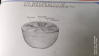 Drawing HESPERIDIUM Howtodrawhesperidium TheLefthandedArtist sameerartscitrus lemonorangedrawing [upl. by Perry]