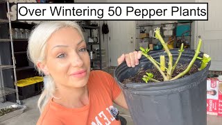 Over Wintering 50 Pepper Plants [upl. by Verdi]