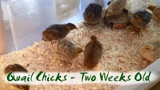 Coturnix Quail Chicks at Two Weeks Old  various colours [upl. by Airom]