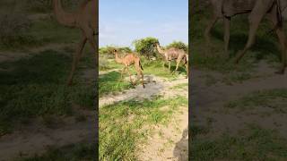 Camel walk in green desert shorts [upl. by Amata]