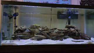 Cross breeding Tanganyikan Cichlids overview [upl. by Tlevesoor]