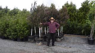 Prairie Fire Crabapple Tree  Informative video on planting etc [upl. by Eseeryt423]