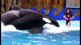 ❤In Memory of Keiko The Killer Whale  Free Willy❤ [upl. by Lamej]