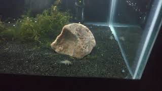 upgraded false julii cory fry to 20 gallon [upl. by Froehlich484]