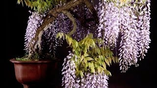 Wisteria Bonsai tree [upl. by Libby]