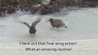 Synchronized Black Oystercatcher Swim Routine [upl. by Waldner]