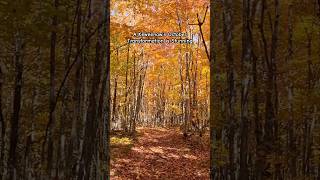 Keweenaw’s October Fall Colors keweenaw october fallcolors shortsvideo autumncolors [upl. by Teteak580]