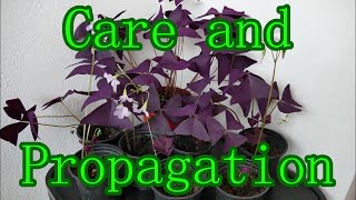 Oxalis Triangularis Care And Propagation With Time Lapse [upl. by Cud827]