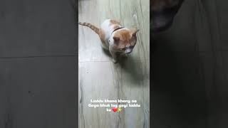 Laddu khana khany aa gaya shortvideo catcuteanimalyoutubercatlover ladduladduladduviralladdu [upl. by Brosy669]