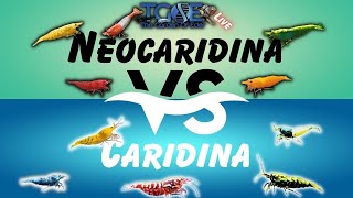 Neocaridina VS Caridina [upl. by Hengel530]