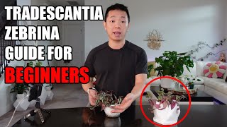 Tradescantia Zebrina House Plant Guide for Beginners [upl. by Astraea]