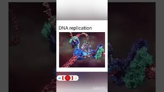 DNA replication  Animation video Biology NEETCBSE [upl. by Radu594]