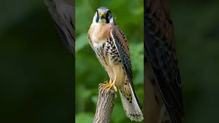 American Kestrel birdwatch birdtypes birdspecies [upl. by Kantos]