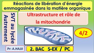 Ultrastructure et rôle des mitochondries dans la dégradation complète de lacide pyruvique [upl. by Hannaoj]