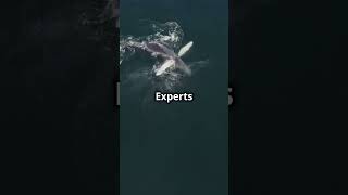 Whale Encounter Solo Rowers Atlantic facts [upl. by Redliw]