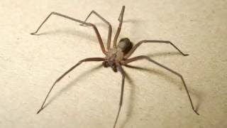 Brown Recluse Spider [upl. by Aileno488]