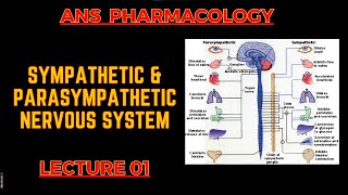 ANS Pharmacology  PSNS Vs SNS  Lecture 1  By Muneeb ur Rehaman [upl. by Whelan]