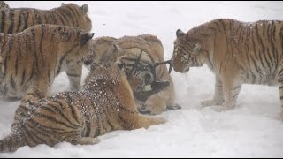 Chubby Siberian Tigers Hunt Electronic Bird of Prey [upl. by Llenra]