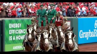 Budweiser Clydesdales circle field on 2024 Opening Day at Busch Stadium [upl. by Dollar]