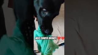 Meri Duniya Brandy ❤️❤️vlog brandy doglover dog petlover animallover shortsvideo [upl. by Aicissej]