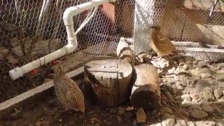 Coturnix Quail Outdoor Aviary  Raising Organically [upl. by Alym]