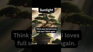 Bonsai Sunlight Tip bonsai garden relaxing how plants [upl. by Hcra41]