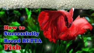 How to Breed Betta Fish  Breeding Over Halfmoon Betta [upl. by Ad]