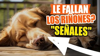 SEÑALES de ENFERMEDAD RENAL en PERROS 🐶✋Atención [upl. by Nylorahs280]