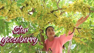 Amazing star gooseberry fruit  My childhood Star gooseberry fruit recipe  Cooking with Sreypov [upl. by Hemminger668]