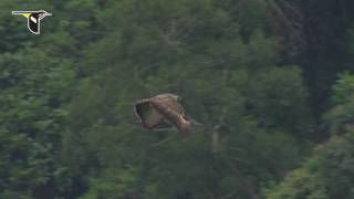 Slow Motion Philippine Eagle Flight [upl. by Treat]