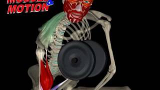 Dumbbell Concentration Curl  3D Anatomy [upl. by Drye387]