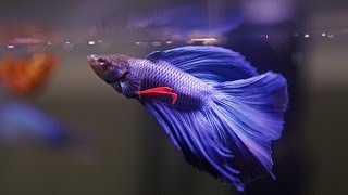 HOW TO Care for Betta Fish [upl. by Lenod]