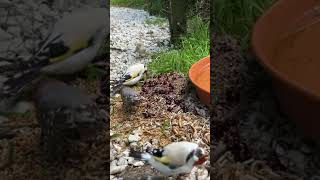 Goldfinches in bird aviary [upl. by Andrews]