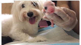 Vlog 25  Mga ganap bago manganak si Katie  She gave birth to a 5 puppies Part 1 Unexpected [upl. by Nnyltiak]