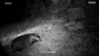 Spot the Badger in my garden [upl. by Riffle]