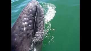 Touching Grey Whales [upl. by Aikahc]