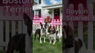 Boston Terrier vs Boykin Spaniel hybrid fusion hybrid mongrel bostonterrier BoykinSpaniel [upl. by Janene]