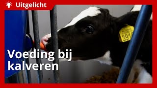 Uitgelicht  Voeding bij kalveren [upl. by Dubois952]