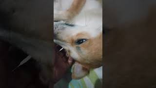 Lambing time shorts dog video [upl. by Seraphim79]