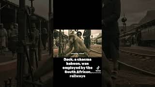 Jack a chacma baboon was employed by the South African railways [upl. by Yelrehs274]