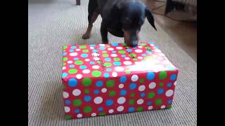 Crusoe Opens Gifts on Christmas Morning [upl. by Giovanni]