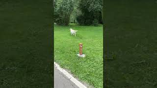 Grass VS Pavement countrymusic puppy labrador pets dog walking summer like shorts [upl. by Nyleda898]