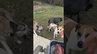 My dog took 3 patties at ONCE Dogs eating raw food asmr  Darwin’s Pet Food  Raw dog diet 🐶🥩🐾 [upl. by Limbert919]