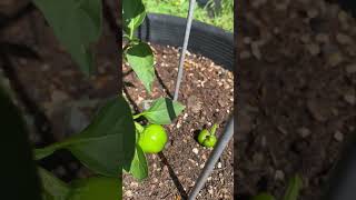 Capsicum Also Called Pepper Is Producing Fruit shorts [upl. by Eillom]